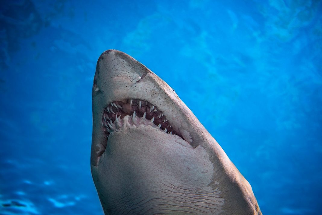 Nieuwe inzichten in de lichaamsbouw van de megalodon